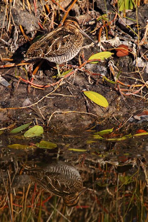 Snipe Hunt Photograph by Bruce J Robinson - Fine Art America