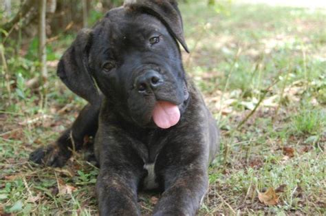 GET A REAL DOG!! Professionally trained brindle male Bullmastiff puppy for Sale in Locust Grove ...