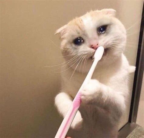 Cat brushing teeth meme | Cat memes, Cute cat memes, Animal memes