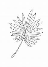Palm Leaf For Free coloring And Learning About Trees Nature sketch template