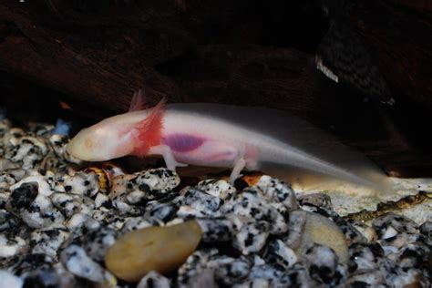 Baby Axolotl Care: Tank Set-Up, Feed & Health Issues