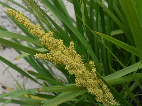 Lomandra longifolia – Muchea Tree Farm