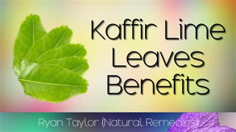 Kaffir Lime Leaves: Benefits & Uses - YouTube