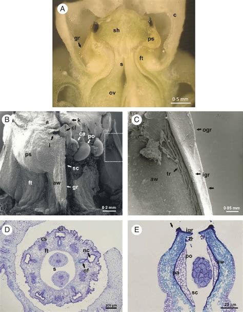 Floral structure of M. brachystephana. (A) Longitudinal section of the... | Download Scientific ...