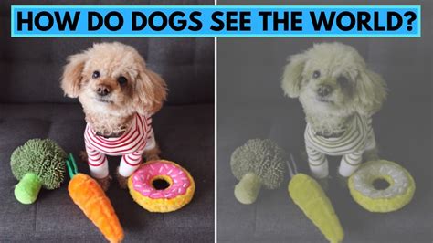 Are Dogs Really Color Blind? - YouTube