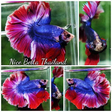 Disadvantages of Betta Fish Bowls - nicebettathailand.com