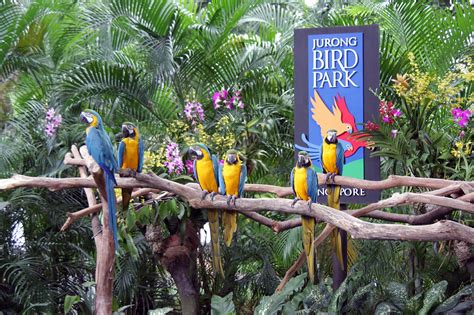 Jurong Bird Park - Isaias Ali