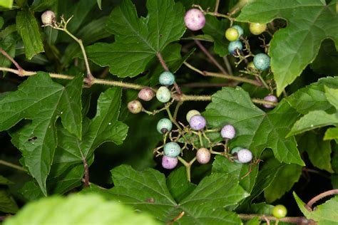 Ampelopsis brevipedunculata (Porcelain berry)