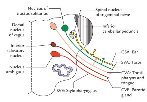 Easy Notes On 【Vagus Nerve】Learn in Just 4 Minutes!