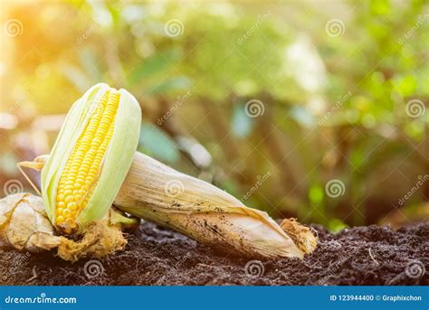 Gardeners Picking Corn in the Farm.Fall Harvest Cornucopia Stock Photo - Image of agricultural ...