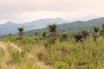 Isibindi Zulu Lodge, South Africa | Timbuktu Travel