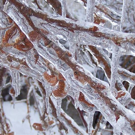 Winter and Ice Storm Damage to Trees