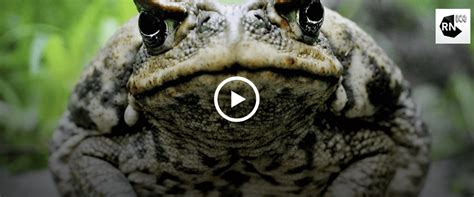 The Science Show: CRISPR and cane toads – Synthetic Biology Future ...