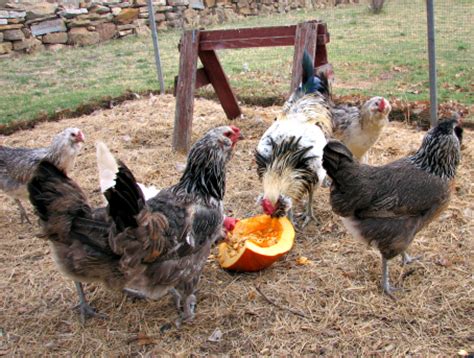 Natural worming-what to feed chickens to help prevent internal ...