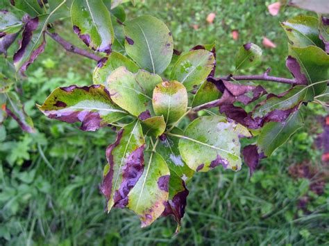 Pear Fire Blight » Tips on Identification & Control