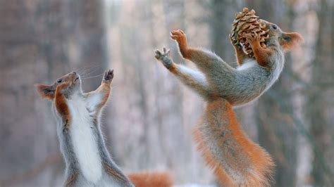 Squirrel Bowl – Bing Wallpaper Download