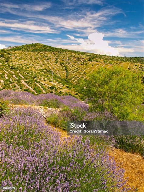 Hvar Island Lavender Fields Stock Photo - Download Image Now ...