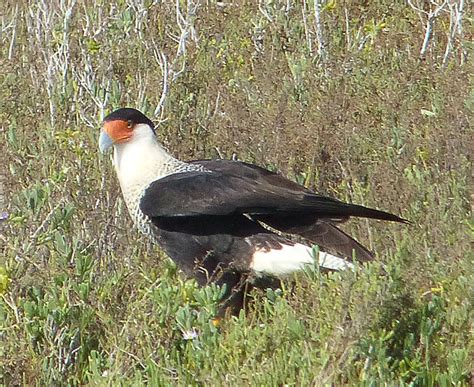 Aransas National Wildlife Refuge – Bird Noetz