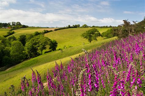 Heligan Estate - Explore the Lost Gardens of Heligan