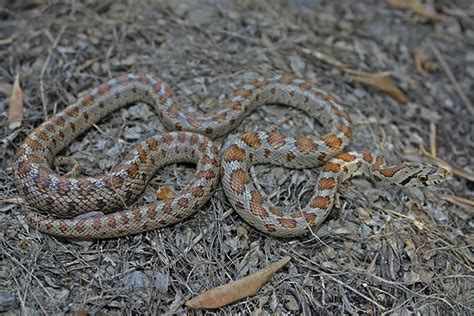 Leopard Snake ( Zamenis situla )