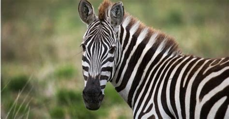 Zebra Meat: 5 Things You Should Know About This Unique and Flavorful ...