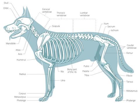 Dog Anatomy, Animal Anatomy, Anatomy Drawing, Skeleton Drawings, Dog Skeleton, Hand Drawings ...