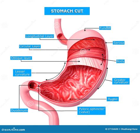 Anatomie Des Magenschnittabschnitts Stock Abbildung - Illustration von anatomie, klammer: 27154600