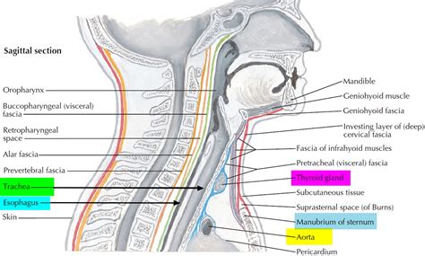 Trachea - Anatomy & Function - Trachea and Esophagus Location