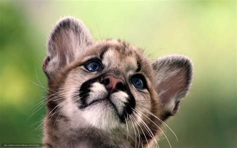 Puma Animal Jaguar | donyaye-trade.com