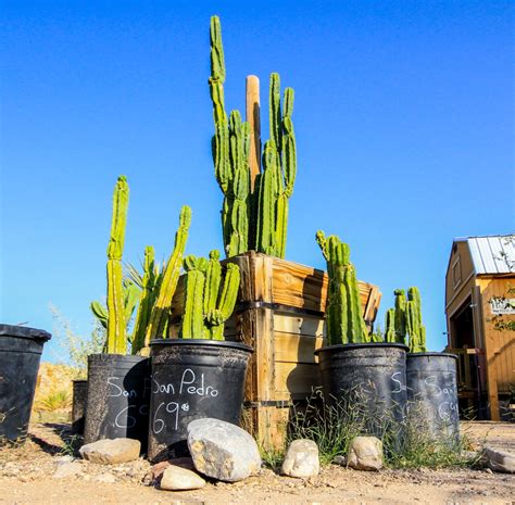 Nursery | High Desert Native Plants