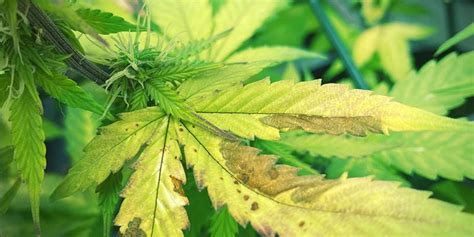 How To Fix Phosphorus Deficiency In Weed - Zamnesia