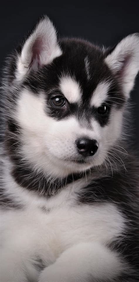 Husky puppy Wallpapers Download | MobCup