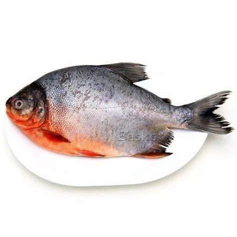 Rupchanda Fish at Rs 90/kg | Freshwater Fishes in Jagiroad | ID: 22313255512