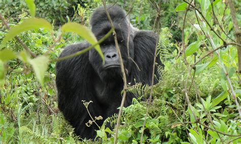 All About Mountain Gorillas In Uganda - KAMPALA NEWS