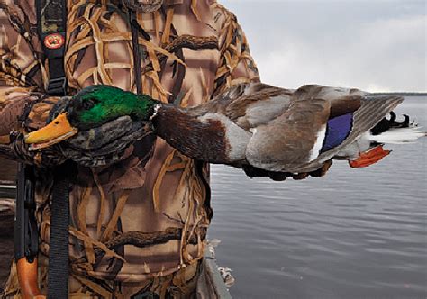 Tips & Tactics For Hunting Mallards - Game & Fish