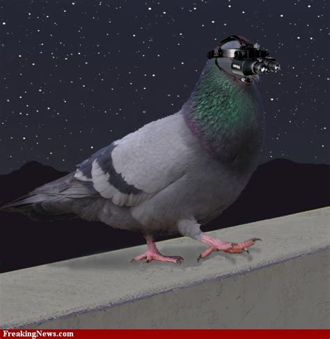 Spy Pigeon from Pakistan found in Pathankot - International Inside