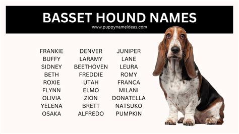 425+ Bassett Hound Names (With Meanings)