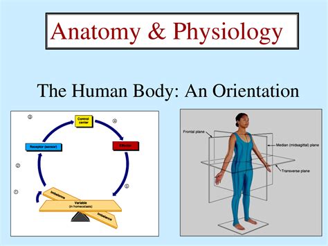 Human Anatomy Quiz 040412» Vector Clip Art - Free Clip Art Images