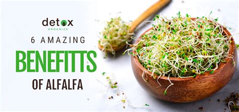 6 Amazing Benefits of Alfalfa – Detox Organics