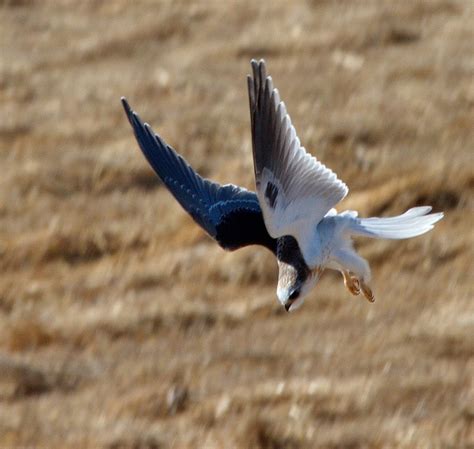 White-tailed Kite | San Diego Bird Spot