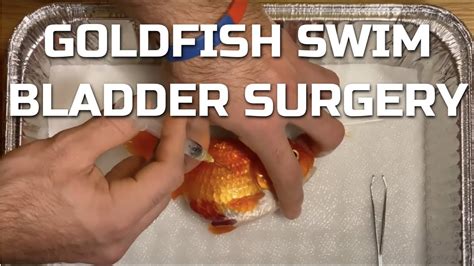 Goldfish Swim Bladder Surgery - Pressure Relief - YouTube