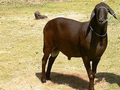 a brown goat standing on top of a grass covered field next to a dog leash