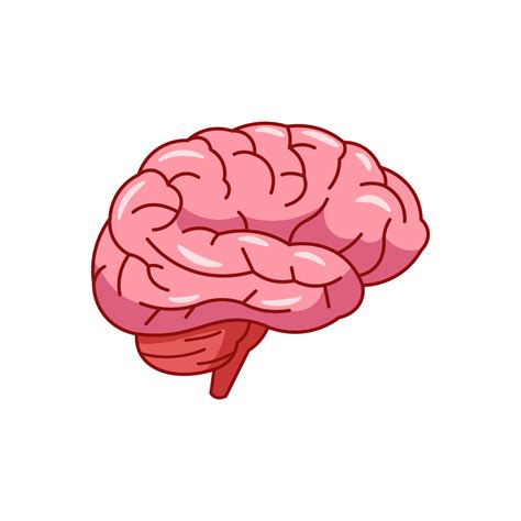 Human brain vector isolated on white background 16730179 Vector Art at Vecteezy