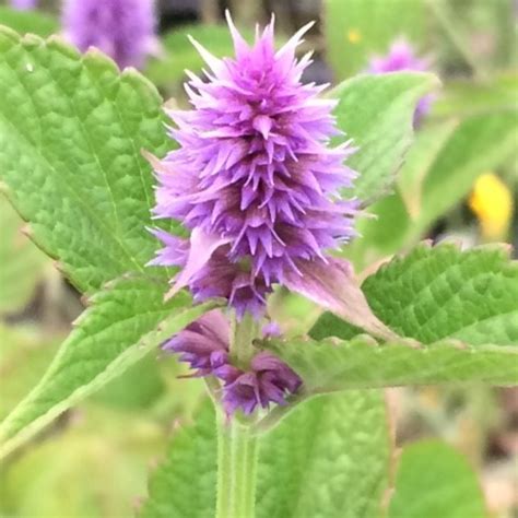 Anise Hyssop Seeds, Plugs & Pots | Turf Online