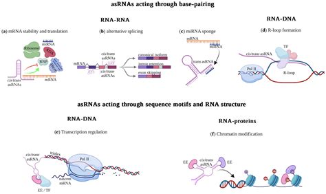 ncRNA | Free Full-Text | Navigating the Multiverse of Antisense RNAs ...