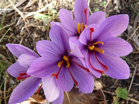 Crocus sativus - Saffron Crocus | World of Flowering Plants