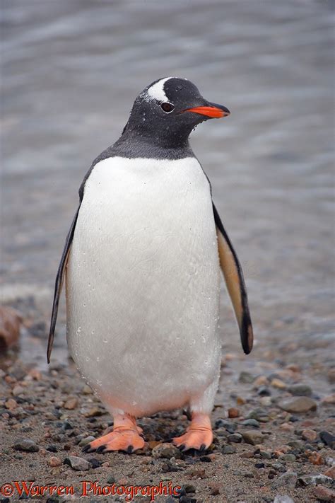 Gentoo Penguin photo WP14335