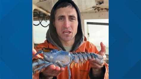 Extremely rare lobster caught in the Gulf of Maine | newscentermaine.com