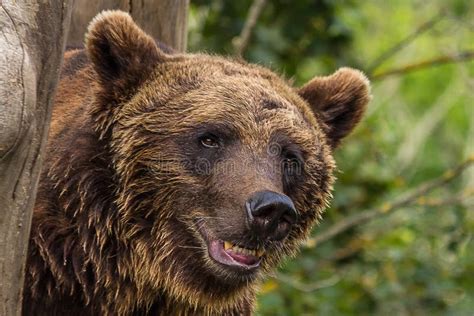 The Eurasian Brown Bear Ursus Arctos Arctos is One of the Most Common ...