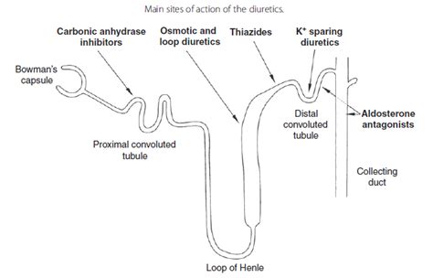 Loop Diuretics | Anesthesia Experts